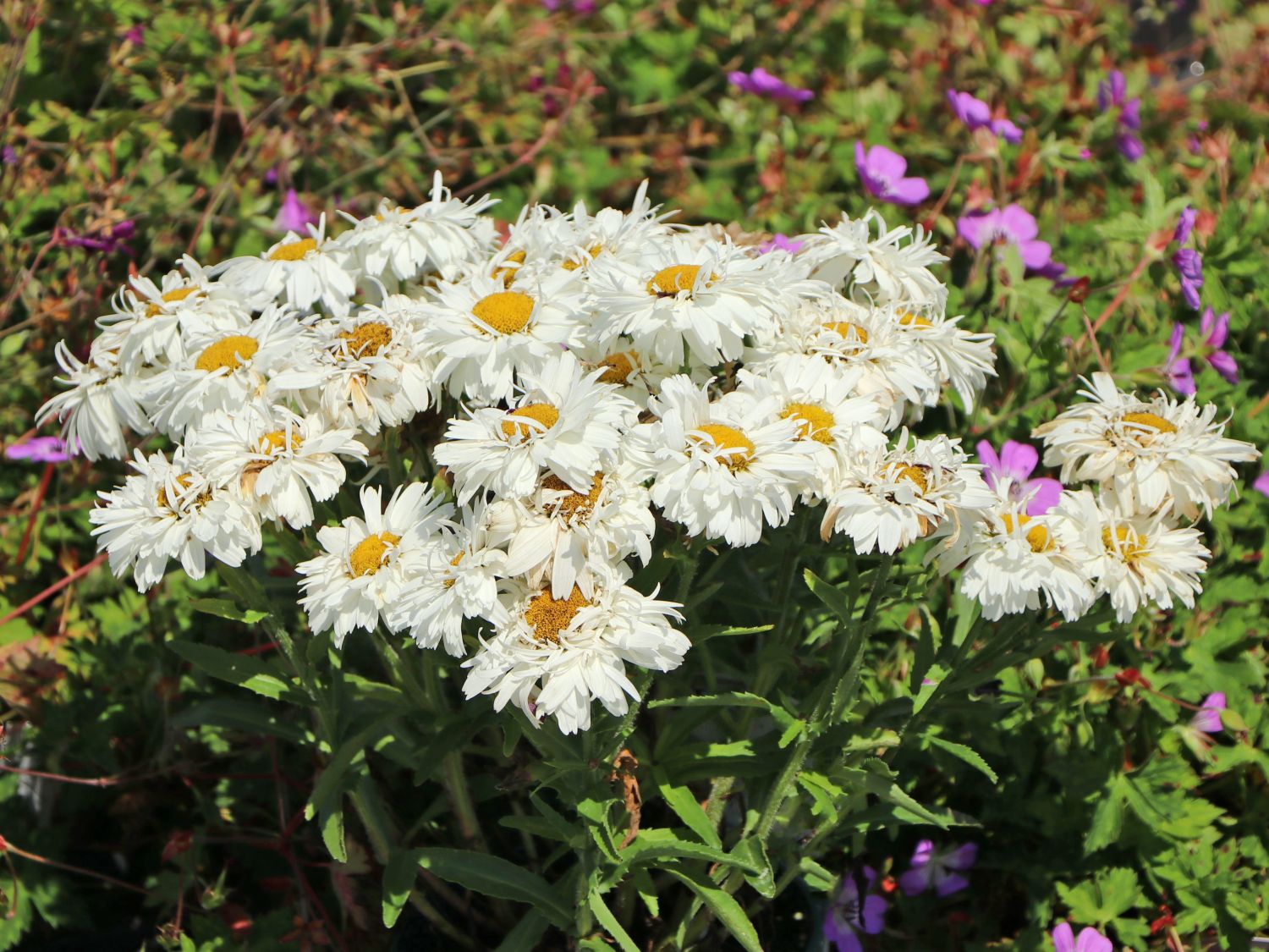 Großblumige GartenMargerite 'Freak!' ® bestes StaudenWissen
