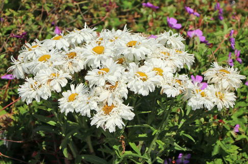 Großblumige Garten-Margerite 'Freak!' ® - Leucanthemum x superbum 'Freak!' ®