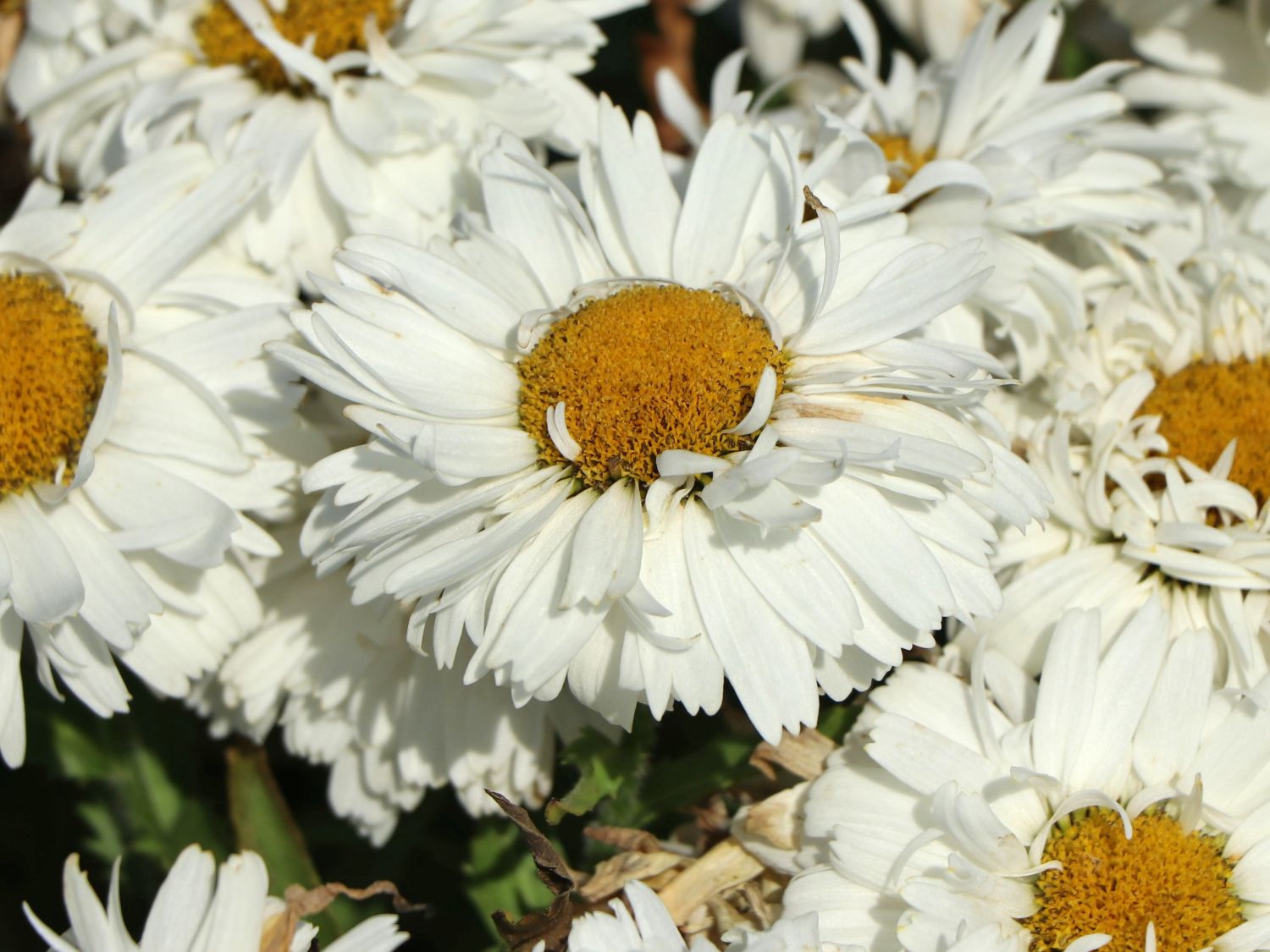 Großblumige GartenMargerite 'Freak!' ® bestes StaudenWissen