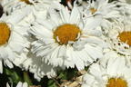 Großblumige Garten-Margerite 'Freak!' ® - Leucanthemum x superbum 'Freak!' ®