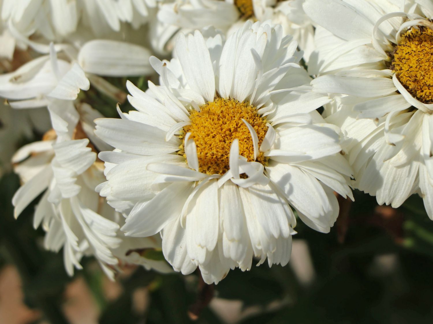 Großblumige GartenMargerite 'Freak!' ® bestes StaudenWissen
