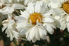Großblumige Garten-Margerite 'Freak!' ® - Leucanthemum x superbum 'Freak!' ®