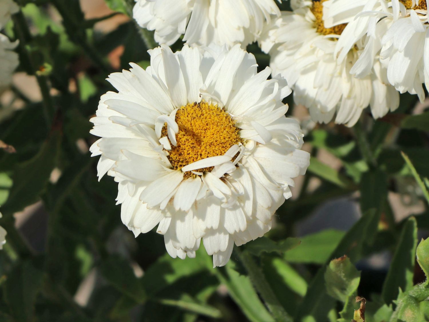 Großblumige GartenMargerite 'Freak!' ® bestes StaudenWissen