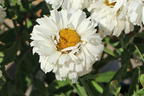 Großblumige Garten-Margerite 'Freak!' ® - Leucanthemum x superbum 'Freak!' ®