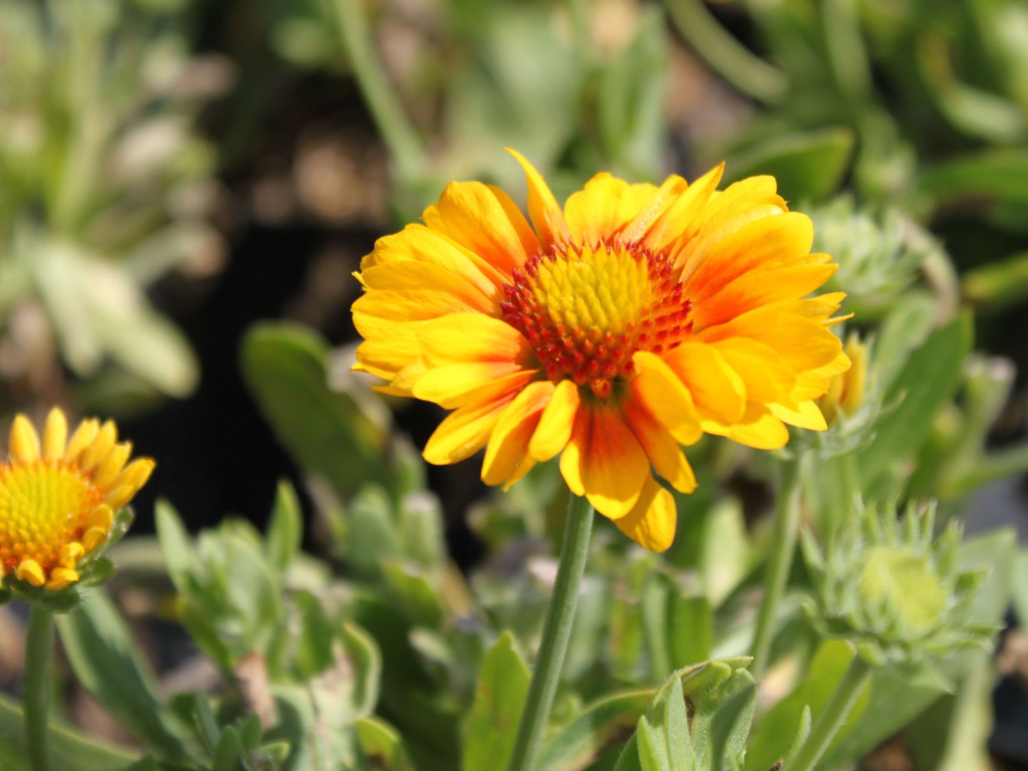 Großblumige Kokardenblume 'Arizona Apricot'