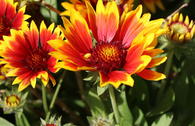 Großblumige Kokardenblume 'Bremen'
