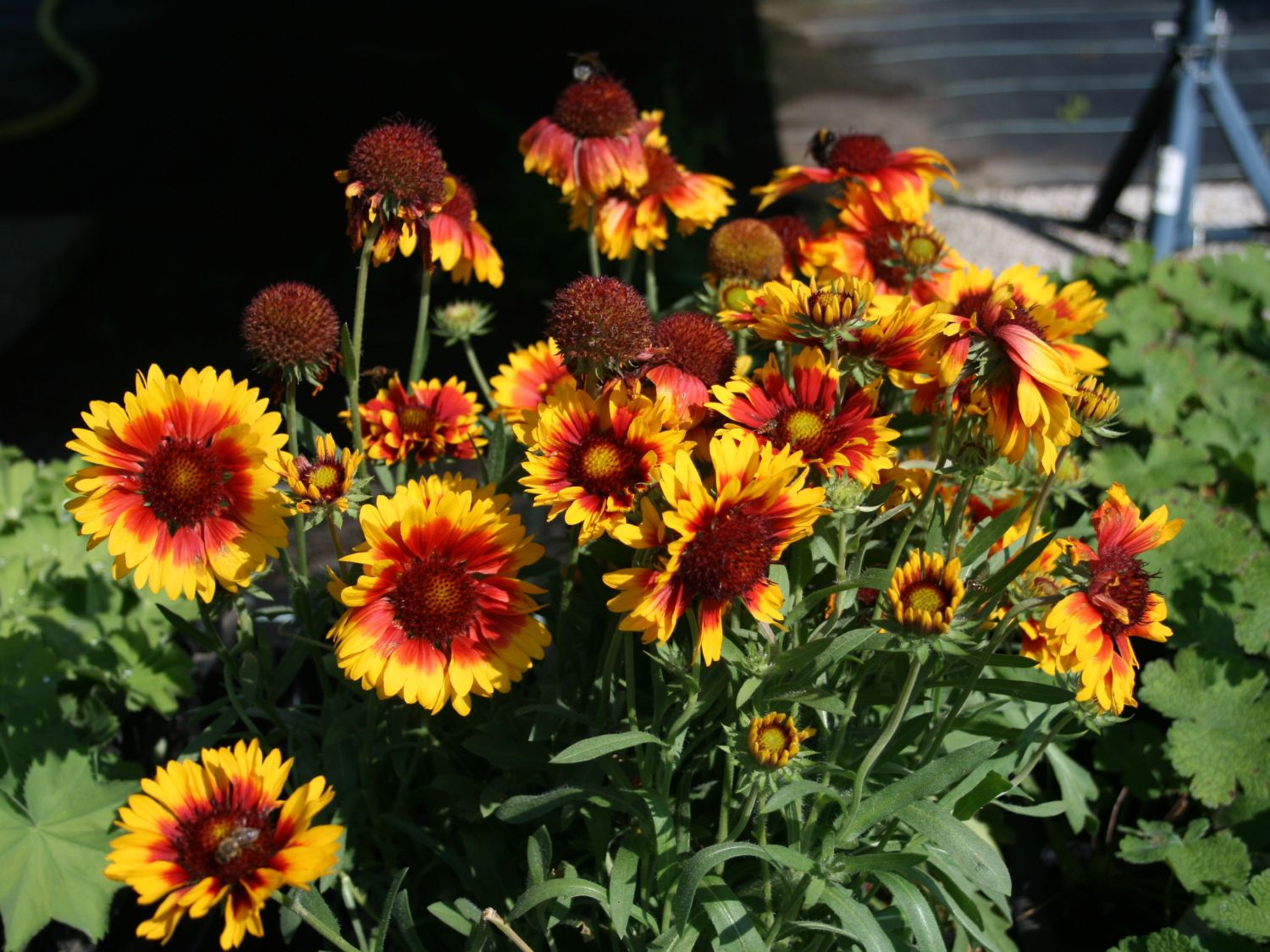 Kokardenblumen (Gaillardia)