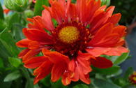 Großblumige Kokardenblume Sunset 'Celebration' ®