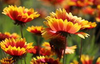Großblumige Kokardenblume 'Kobold'
