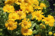 Großblumige Kokardenblume 'Mesa Yellow'