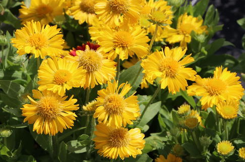 Großblumige Kokardenblume 'Mesa Yellow' - Gaillardia x grandiflora 'Mesa Yellow'