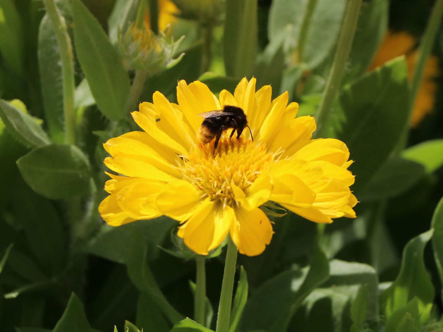 Großblumige Kokardenblume 'Mesa Yellow' - Gaillardia x grandiflora 'Mesa Yellow'