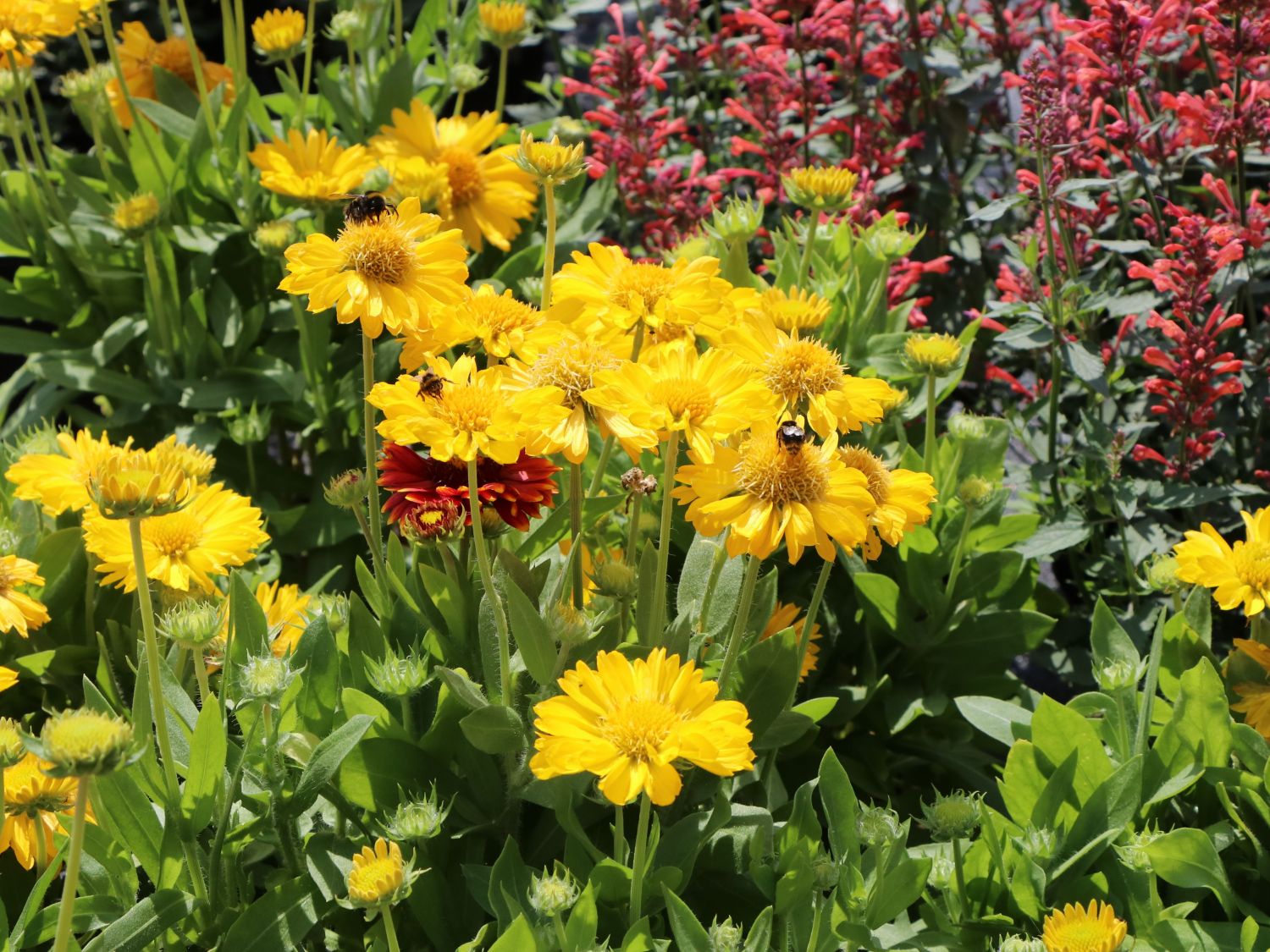 Großblumige Kokardenblume 'Mesa Yellow' - Gaillardia x grandiflora 'Mesa Yellow'