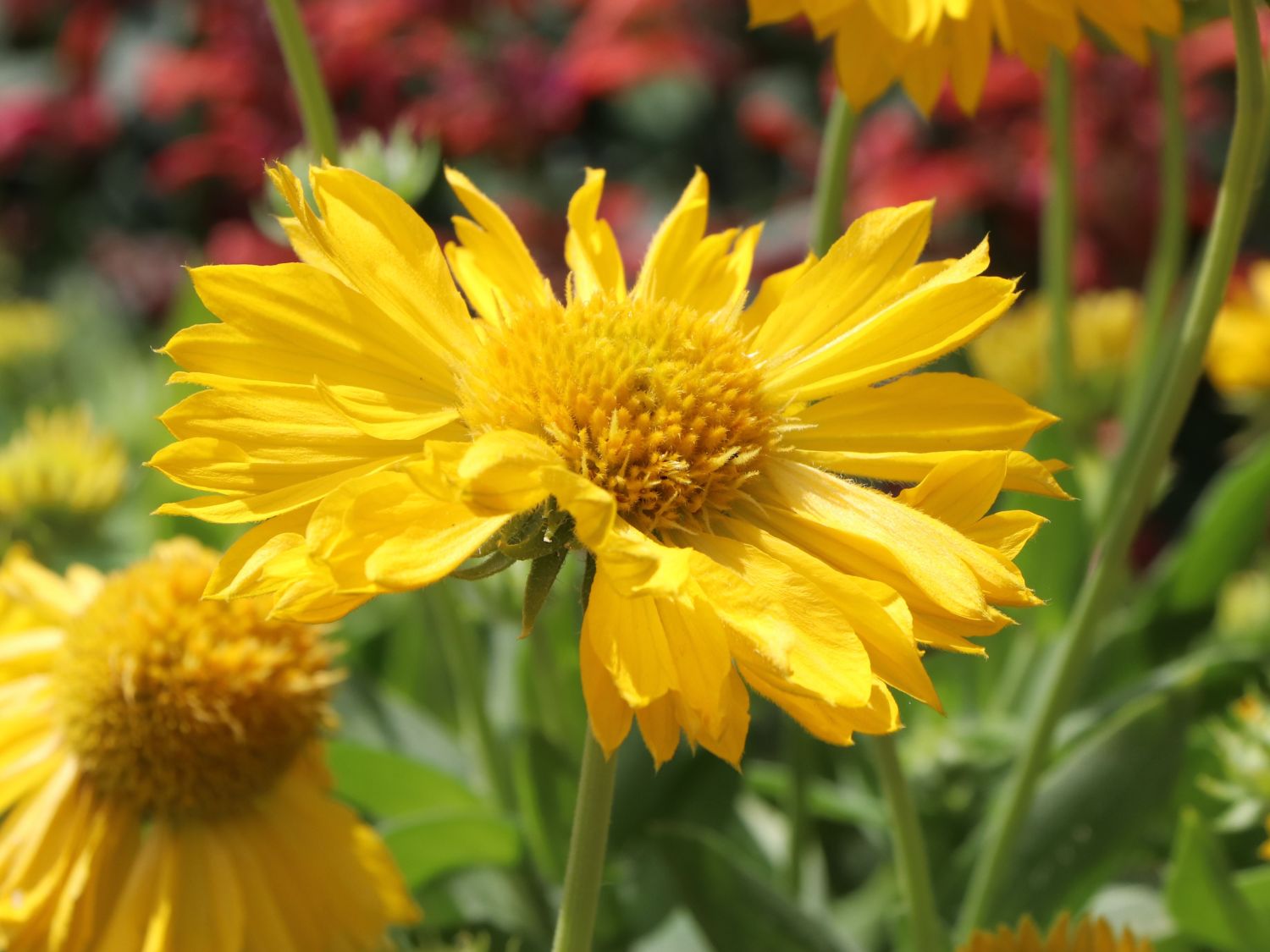 Großblumige Kokardenblume 'Mesa Yellow' - Gaillardia x grandiflora 'Mesa Yellow'