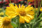 Großblumige Kokardenblume 'Mesa Yellow' - Gaillardia x grandiflora 'Mesa Yellow'