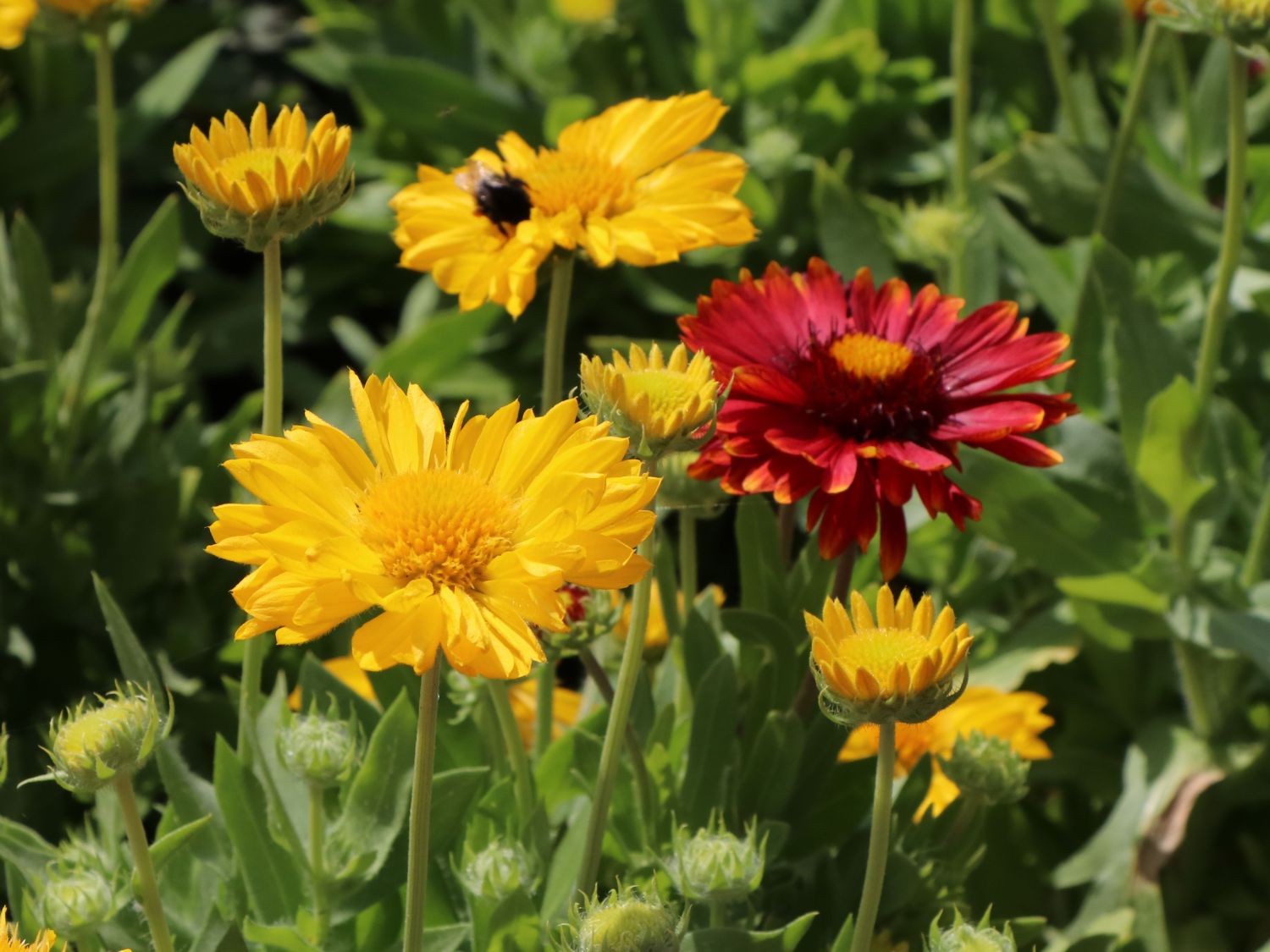 Großblumige Kokardenblume 'Mesa Yellow' - Gaillardia x grandiflora 'Mesa Yellow'