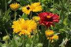 Großblumige Kokardenblume 'Mesa Yellow' - Gaillardia x grandiflora 'Mesa Yellow'