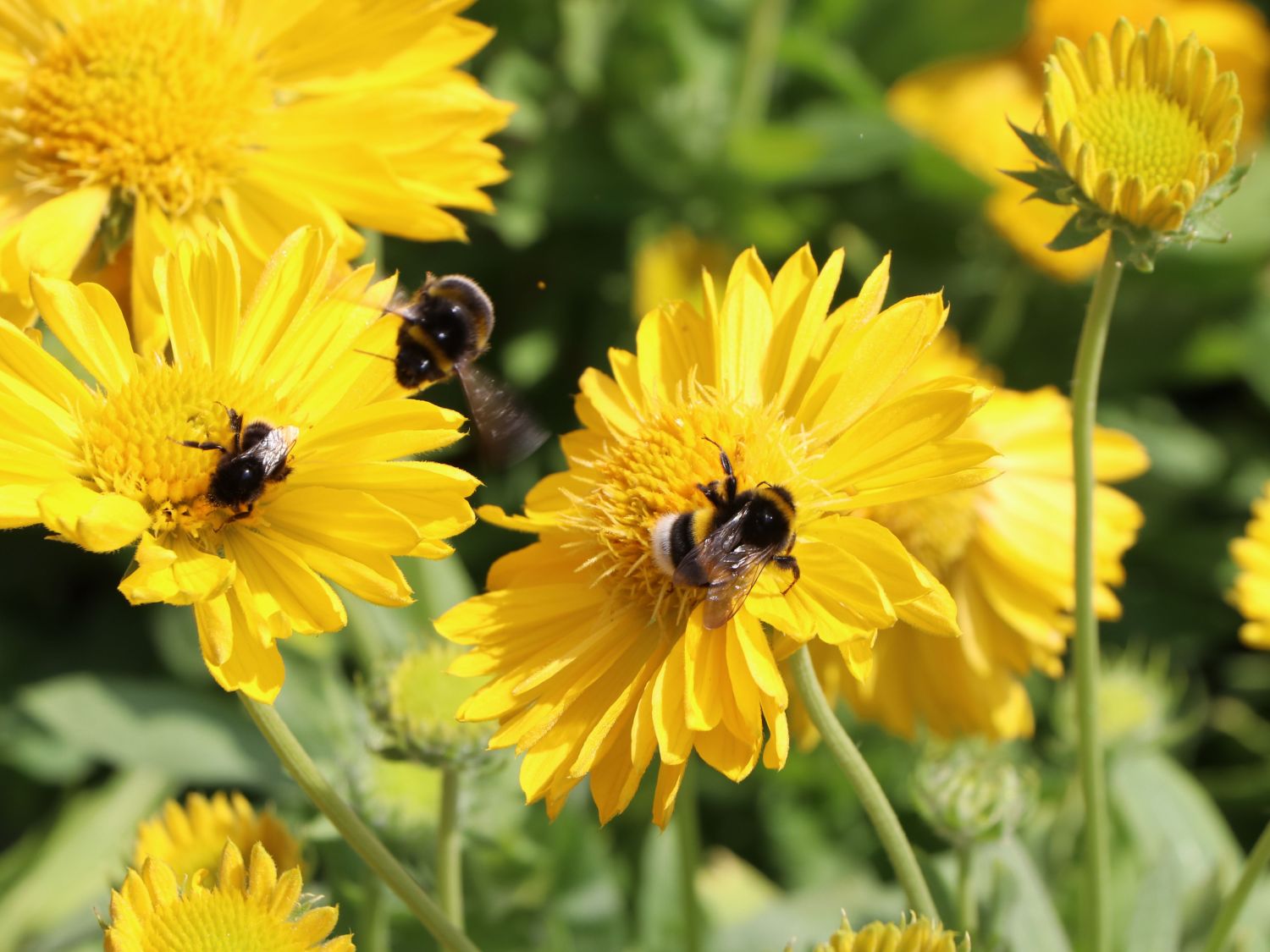 Großblumige Kokardenblume 'Mesa Yellow' - Gaillardia x grandiflora 'Mesa Yellow'