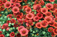 Großblumige Kokardenblume SPINTOP ® 'Red'