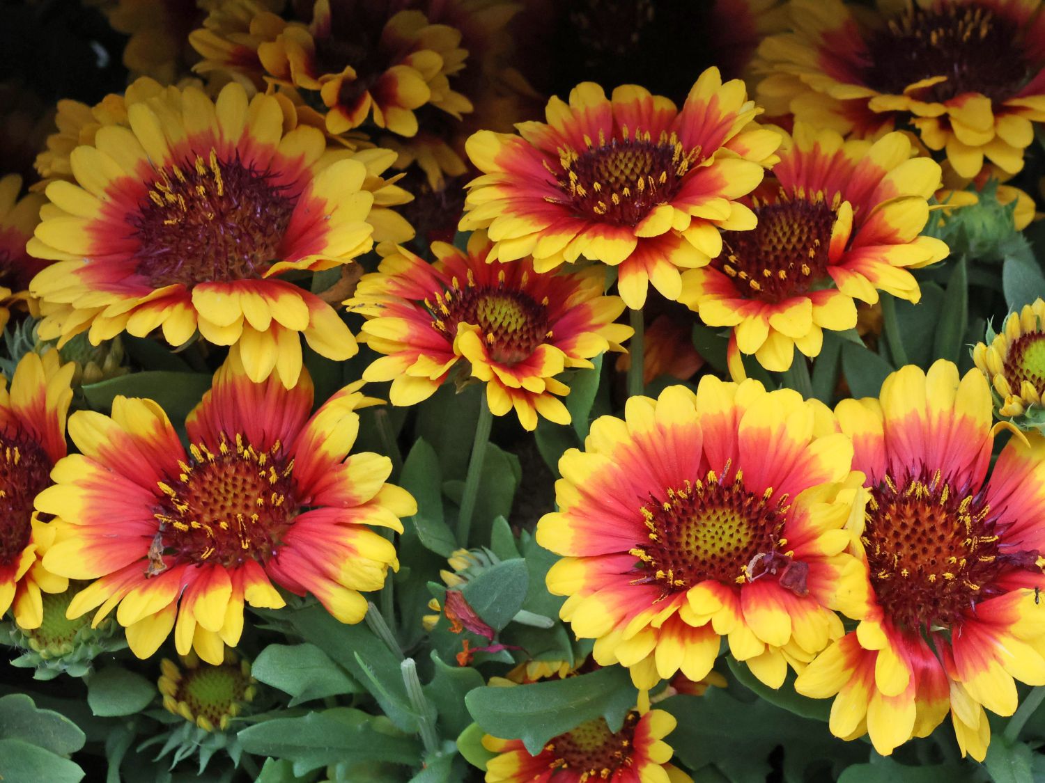 Großblumige Kokardenblume SPINTOP ® 'Red Starburst'