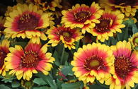 Großblumige Kokardenblume SPINTOP ® 'Red Starburst'