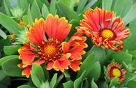 Großblumige Kokardenblume SPINTOP ® 'Yellow Touch'