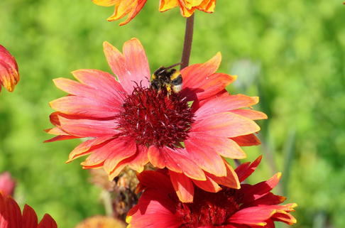 Großblumige Kokardenblume 'Tokajer' - Gaillardia x grandiflora 'Tokajer'