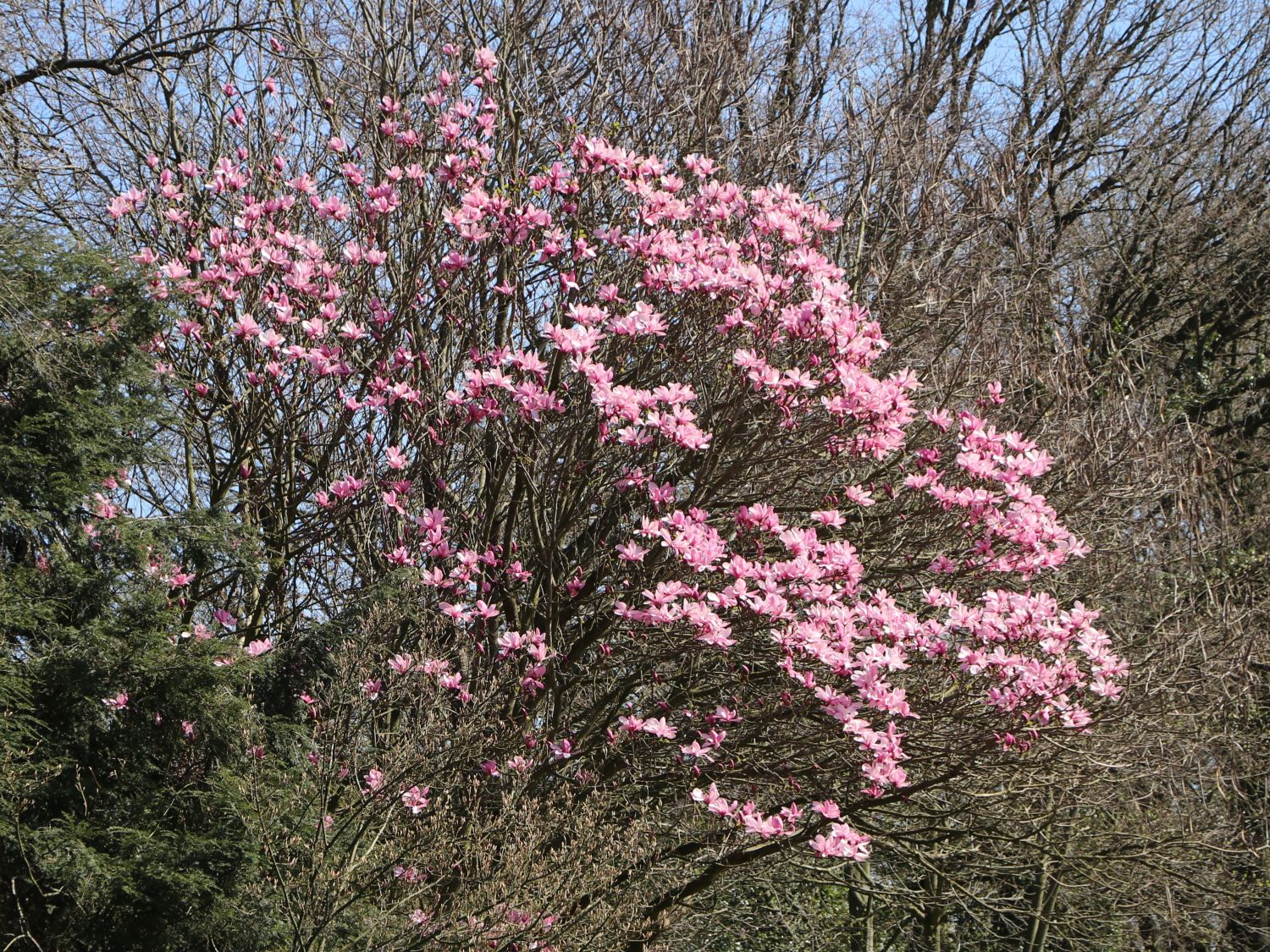 Großblumige Magnolie 'Galaxy' - Magnolia sprengeri 'Galaxy'
