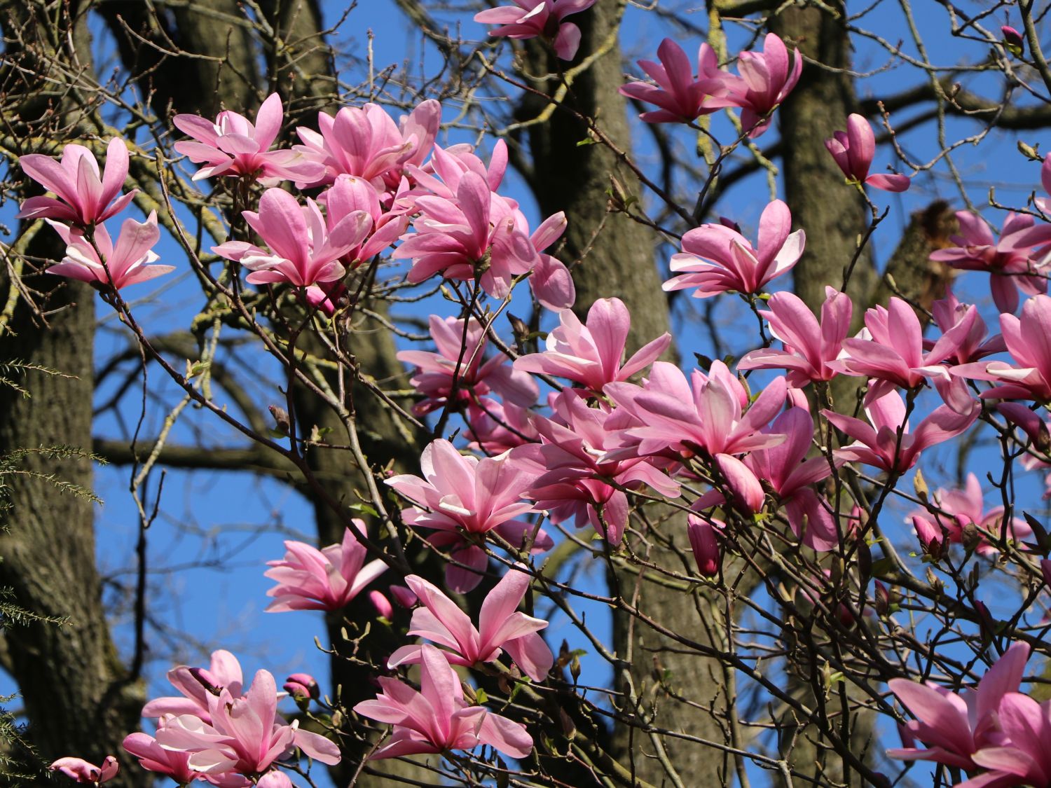 Großblumige Magnolie 'Galaxy' - Magnolia sprengeri 'Galaxy'