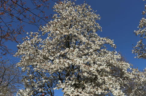 Großblumige Magnolie 'Merrill' - Magnolia x loebneri 'Merrill'