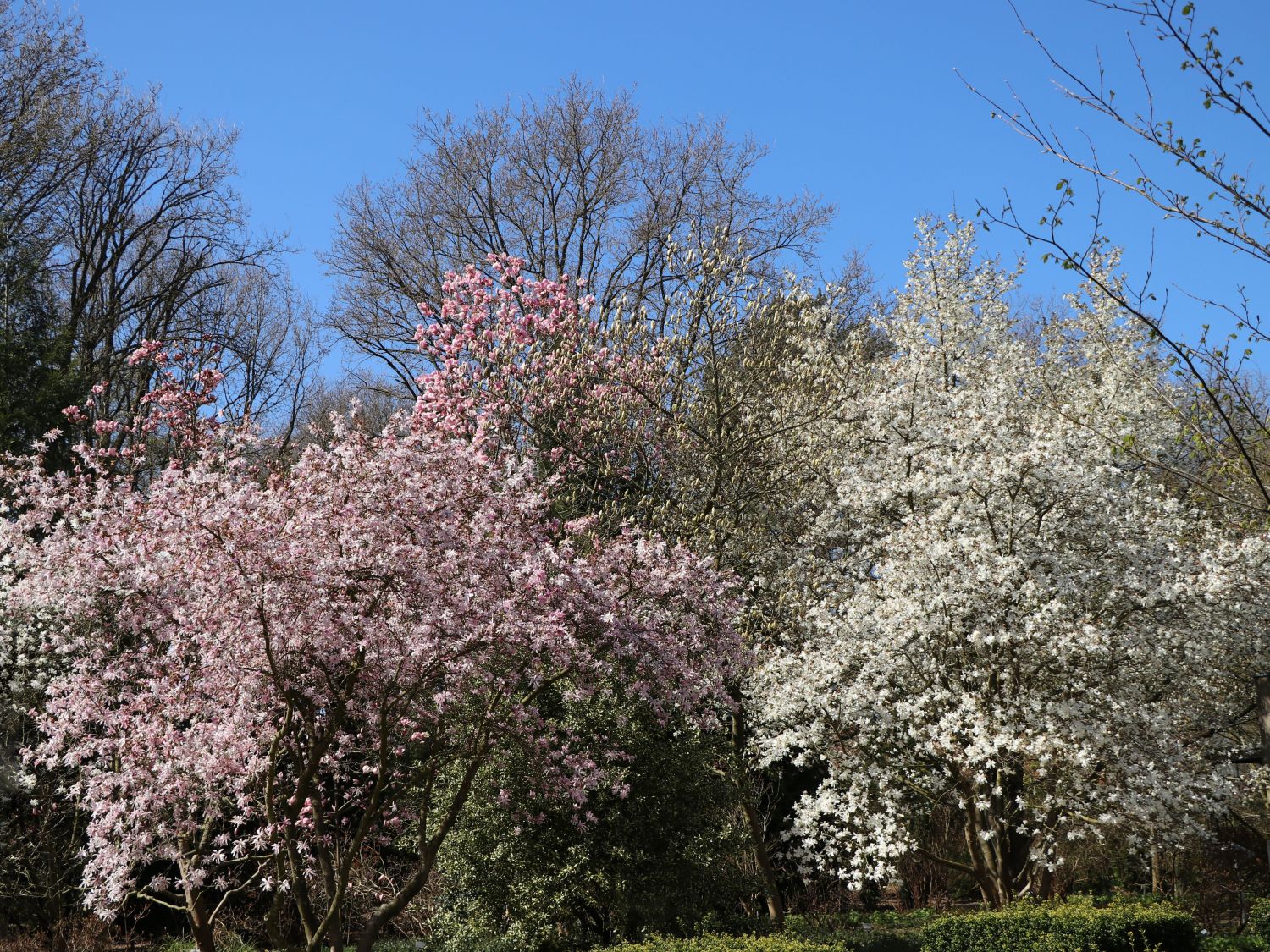 Magnolienartige (Magnoliales)