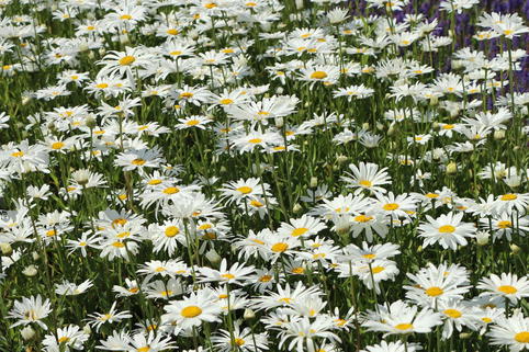 Großblumige Margerite 'Silver Princess' - Leucanthemum x superbum 'Silver Princess'