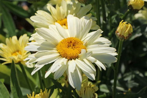 Großblumige Margerite 'Banana Cream' - Leucanthemum x superbum 'Banana Cream'