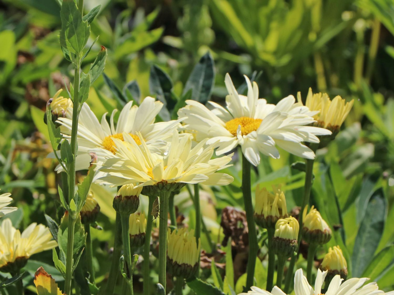 Großblumige Margerite 'Banana Cream' - Leucanthemum x superbum 'Banana Cream'