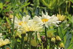 Großblumige Margerite 'Banana Cream' - Leucanthemum x superbum 'Banana Cream'