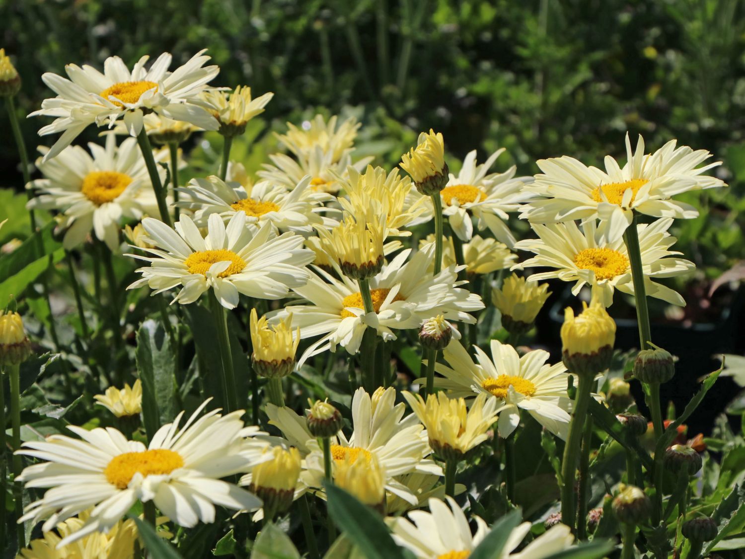 Großblumige Margerite 'Banana Cream' - Leucanthemum x superbum 'Banana Cream'