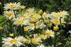 Großblumige Margerite 'Banana Cream' - Leucanthemum x superbum 'Banana Cream'