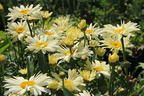 Großblumige Margerite 'Banana Cream' - Leucanthemum x superbum 'Banana Cream'