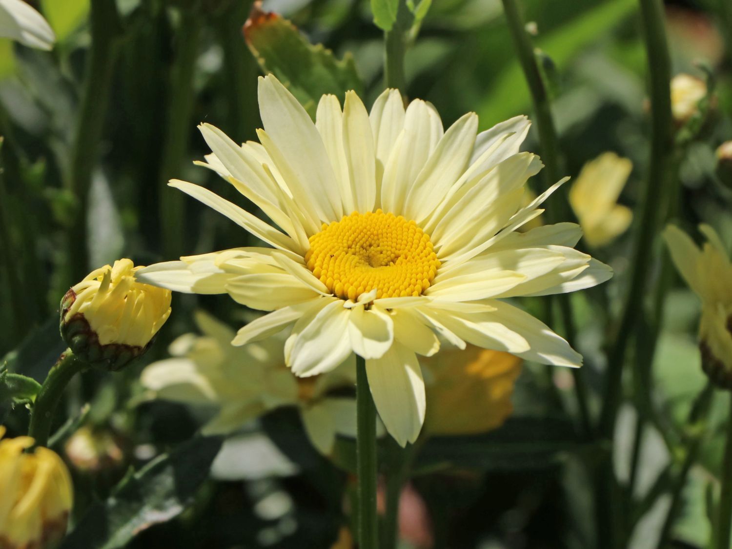 Großblumige Margerite 'Banana Cream' - Leucanthemum x superbum 'Banana Cream'