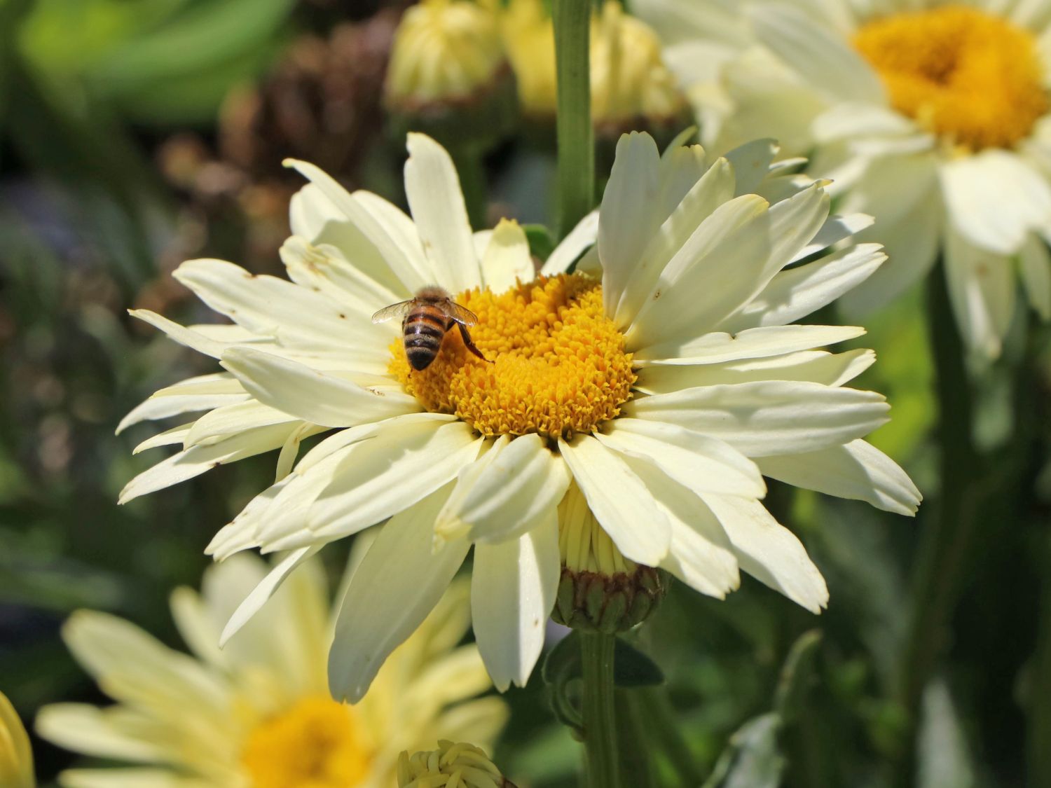 Großblumige Margerite 'Banana Cream' - Leucanthemum x superbum 'Banana Cream'
