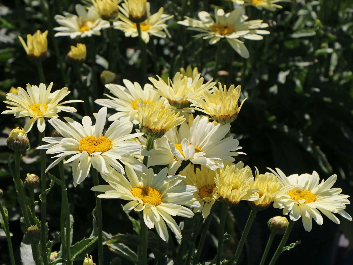 Großblumige Margerite 'Banana Cream' - Leucanthemum x superbum 'Banana Cream'