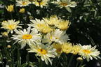 Großblumige Margerite 'Banana Cream' - Leucanthemum x superbum 'Banana Cream'