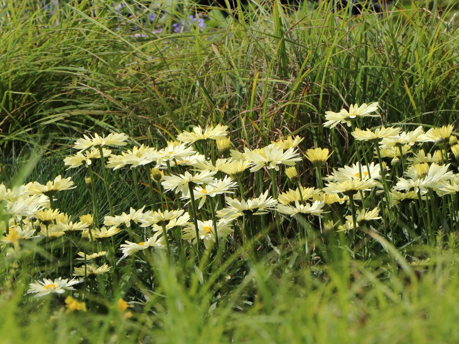 Großblumige Margerite 'Banana Cream' - Leucanthemum x superbum 'Banana Cream'
