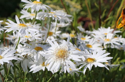 Großblumige Margerite 'Christine Hagemann' - Leucanthemum x superbum 'Christine Hagemann'