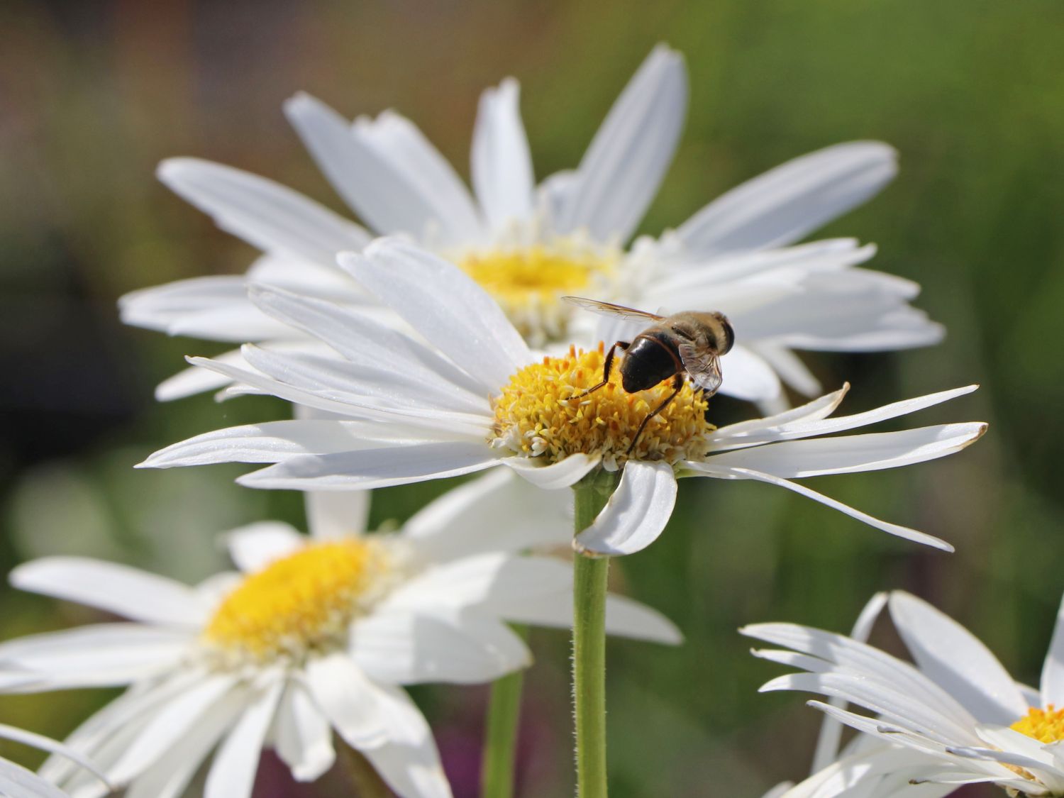 Großblumige Margerite 'Christine Hagemann' für Deinen Garten!