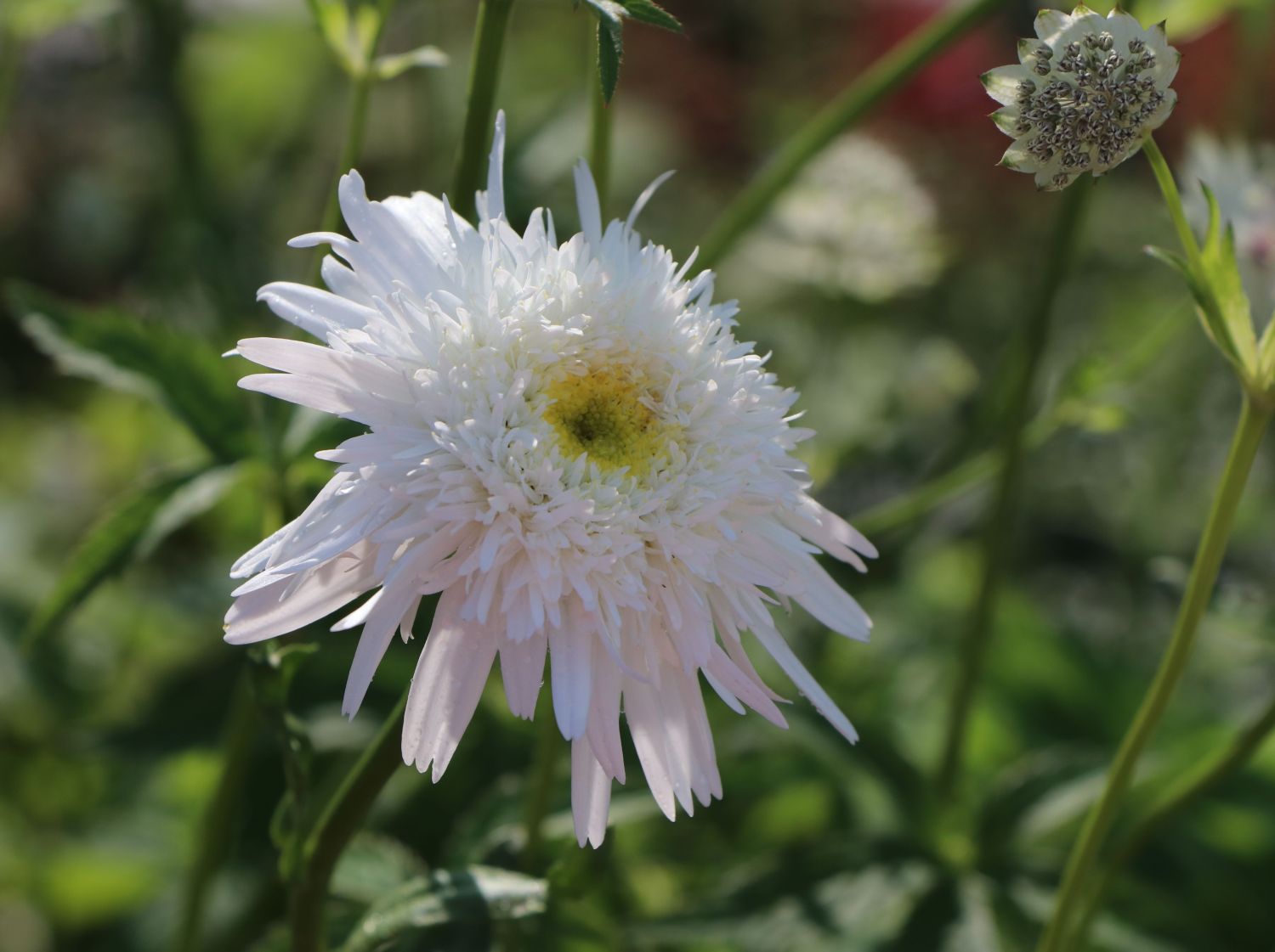 Großblumige Margerite 'Christine Hagemann' für Deinen Garten!