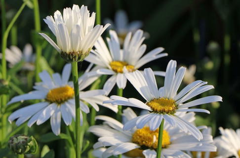 Großblumige Margerite 'Dwarf Snow Lady' - Leucanthemum x superbum 'Dwarf Snow Lady'