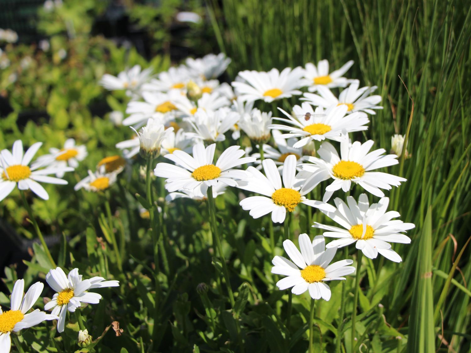 Margeriten (Leucanthemum)