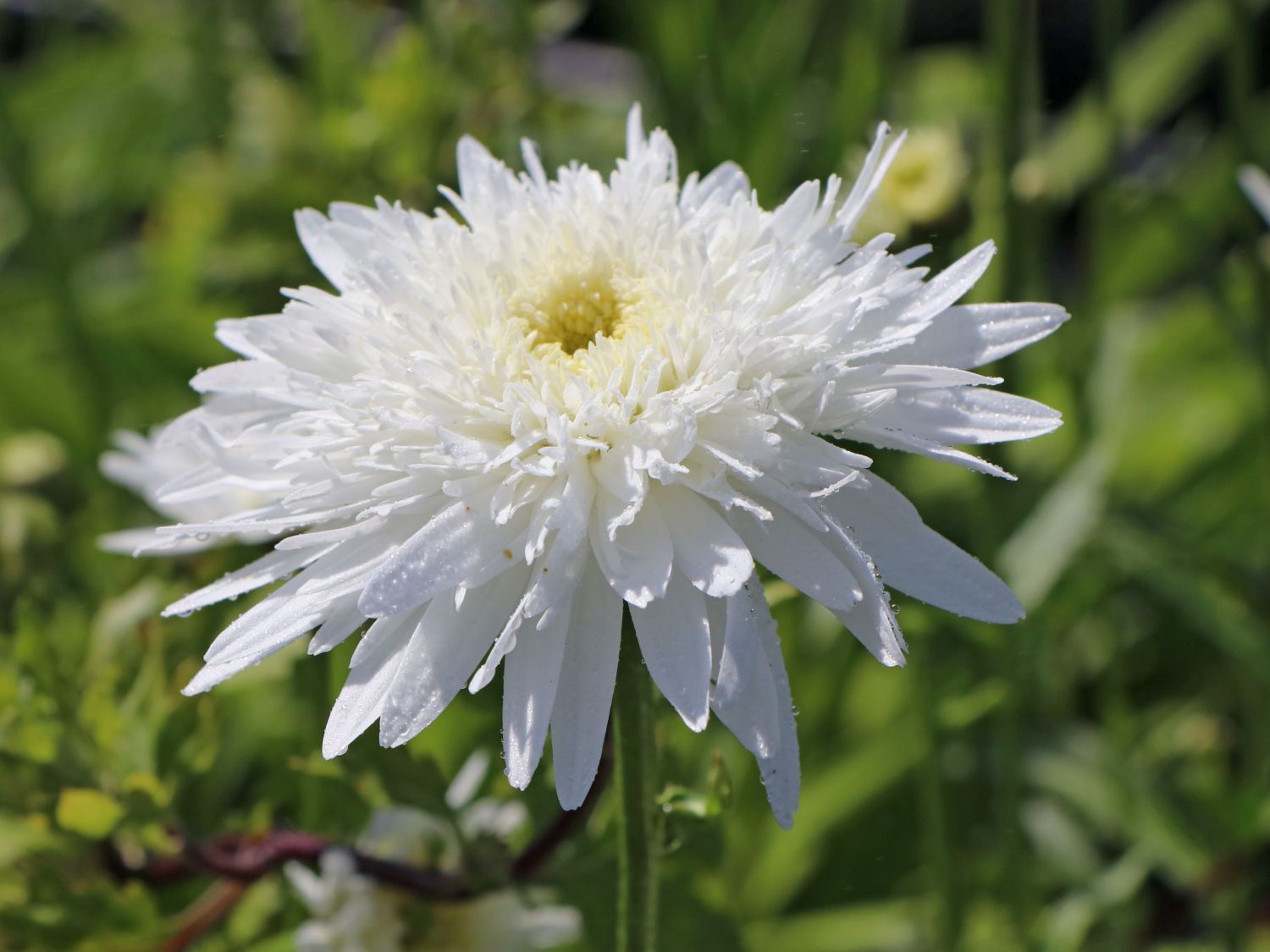 Großblumige Margerite 'Eisstern'