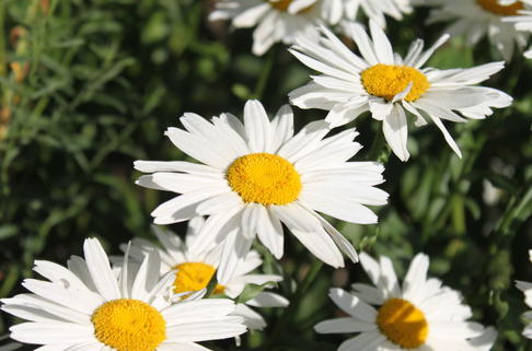Großblumige Margerite 'Gruppenstolz' - Leucanthemum x superbum 'Gruppenstolz'